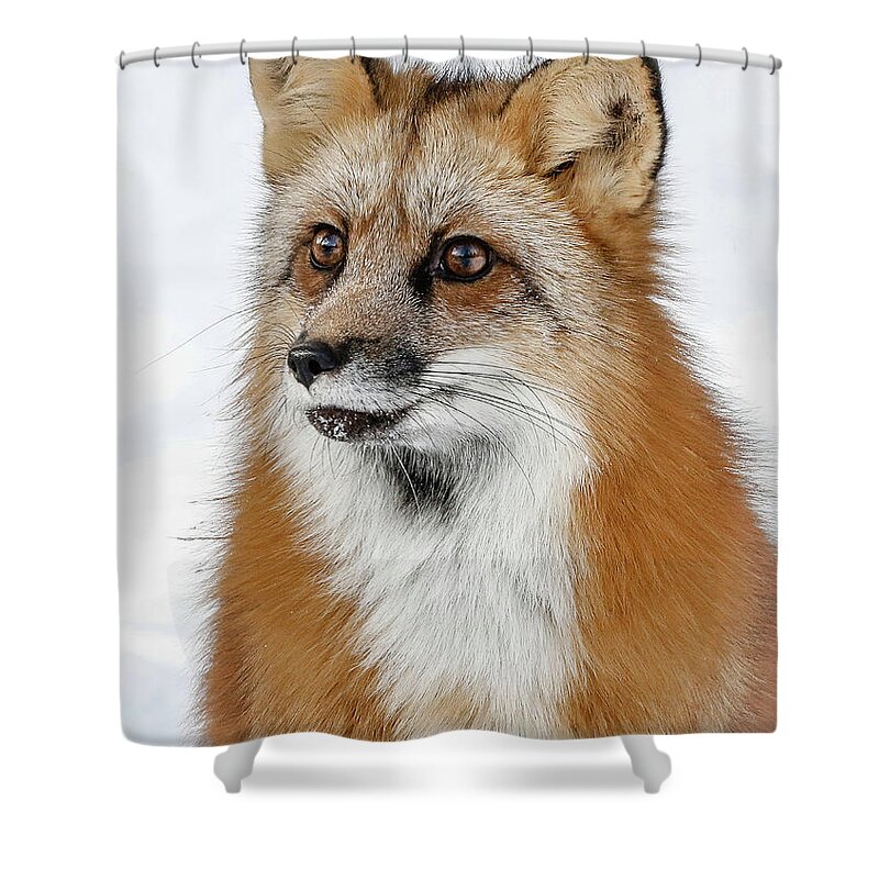 Red Fox Shower Curtain featuring the photograph Red Furry Fox by Athena Mckinzie