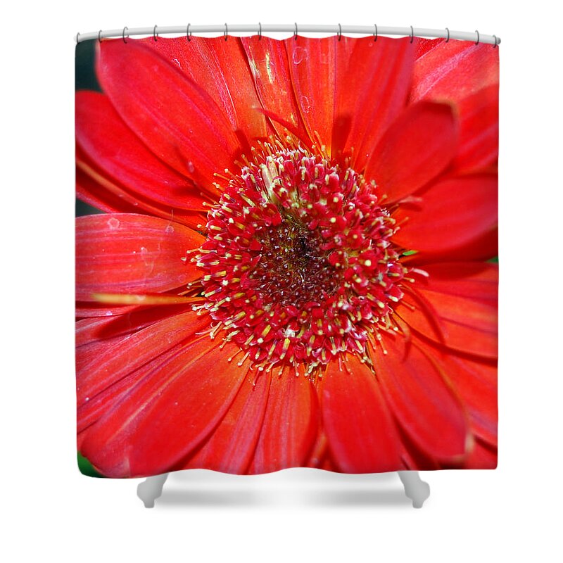Gerber Shower Curtain featuring the photograph Red Gerber Daisy by Amy Fose