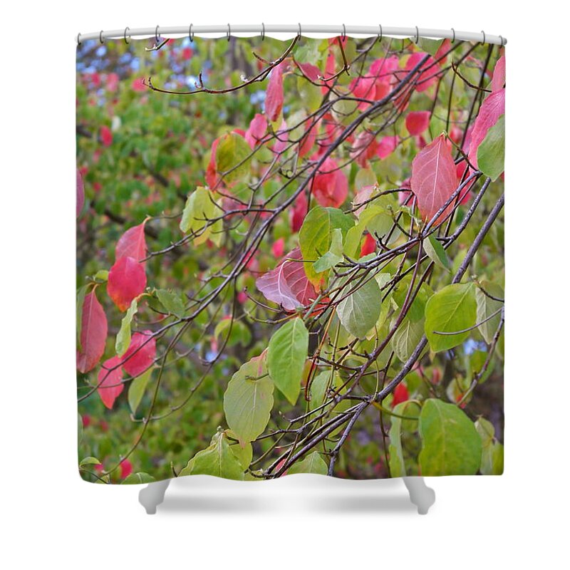 Dogwood Shower Curtain featuring the photograph Red Green October by Michele Myers