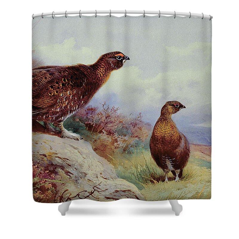Red Grouse On The Moor Shower Curtain featuring the painting Red Grouse on the Moor, 1917 by Archibald Thorburn
