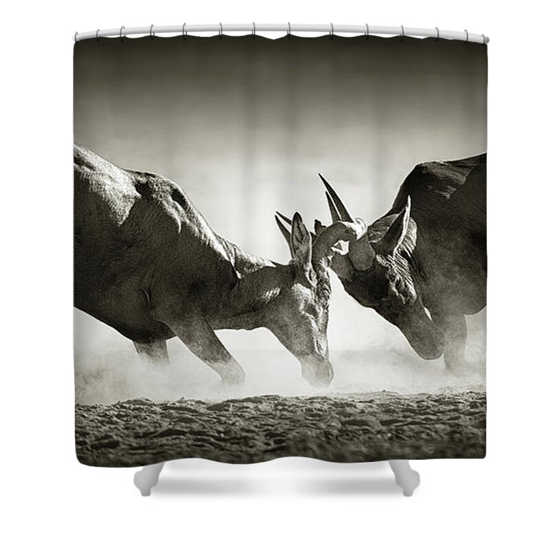 Hartebeest Shower Curtain featuring the photograph Red hartebeest dual in dust by Johan Swanepoel