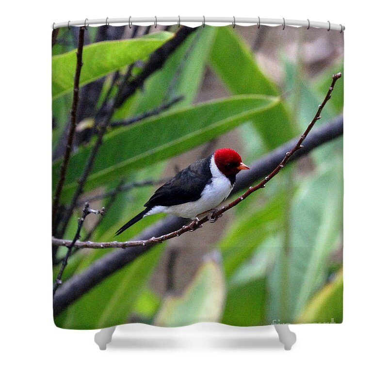 Red Head Shower Curtain featuring the photograph Red Head by Jennifer Robin