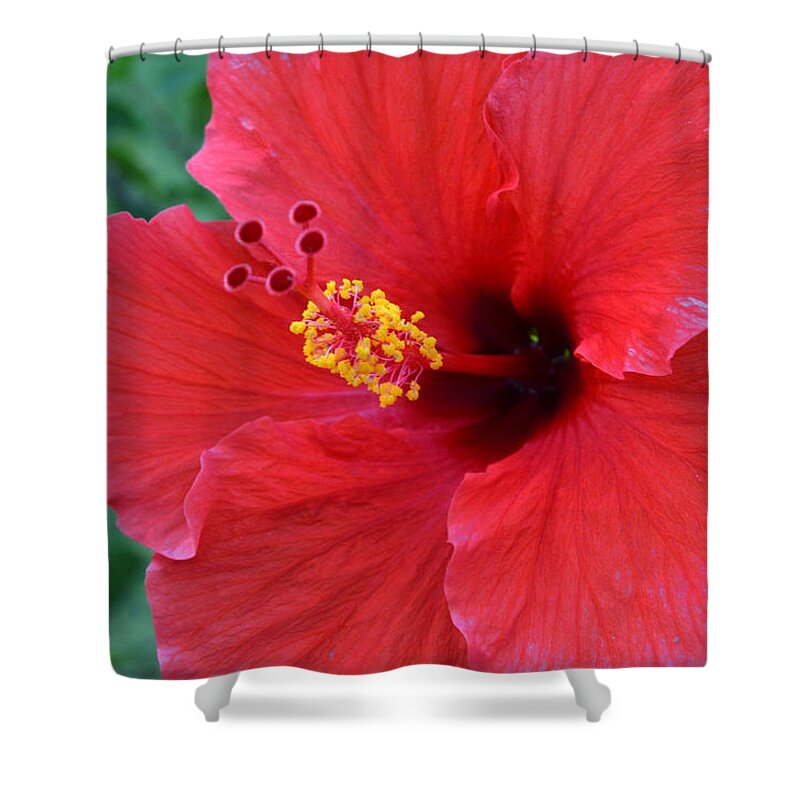 Flower Shower Curtain featuring the photograph Red Hibiscus 1 by Amy Fose