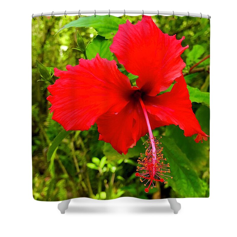 #flowersofaloha -#flowerpower #red #hibiscus Shower Curtain featuring the photograph Red Hibiscus in Puna by Joalene Young