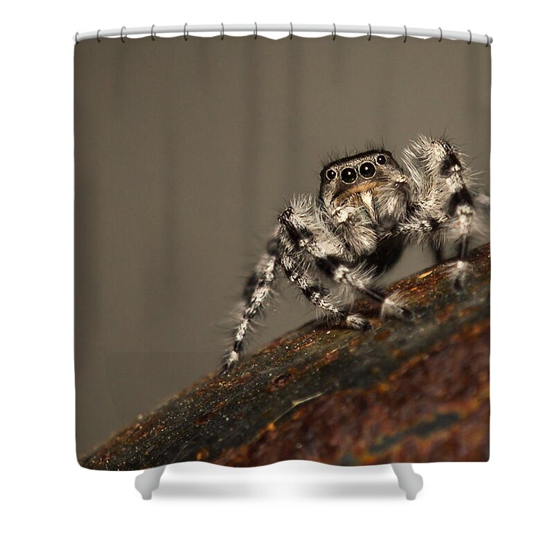 Phidippus Adumbratus Shower Curtain featuring the photograph Red Jumper 2 by Shawn Jeffries