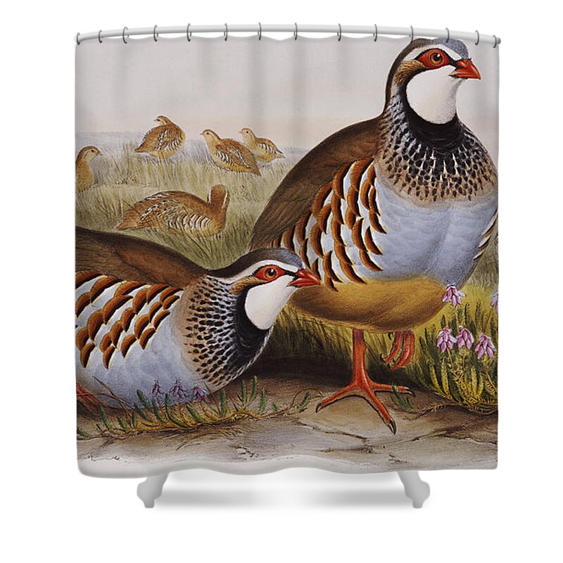 Partridge Shower Curtain featuring the painting Red-legged Partridges by John Gould