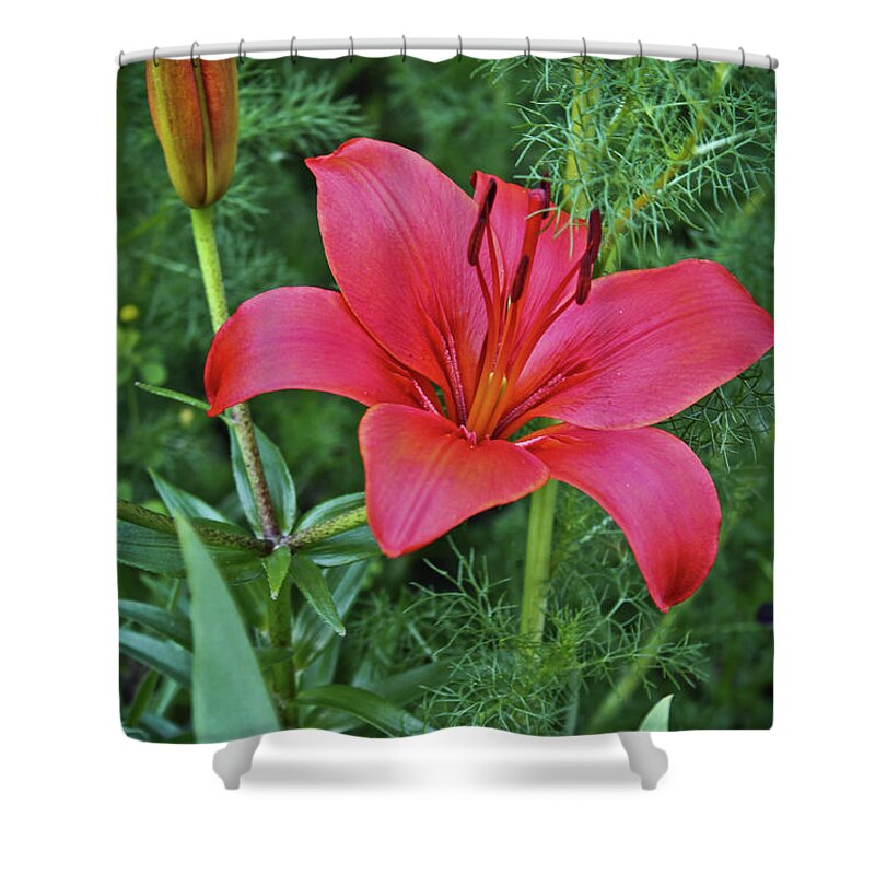 Red Lily Photographs Shower Curtain featuring the photograph Red Lily by Joann Copeland-Paul