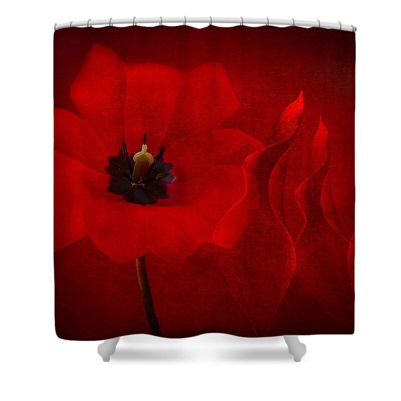 Red Tulip Shower Curtain featuring the photograph Red Musical by Marina Kojukhova