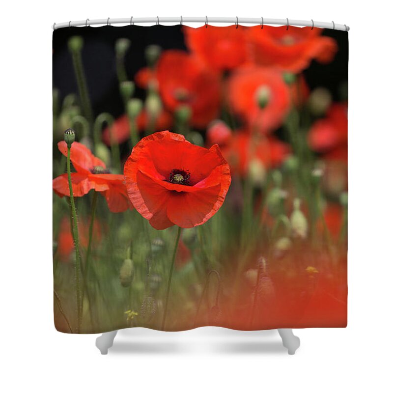 Wild Shower Curtain featuring the photograph Red On Black by Pete Walkden