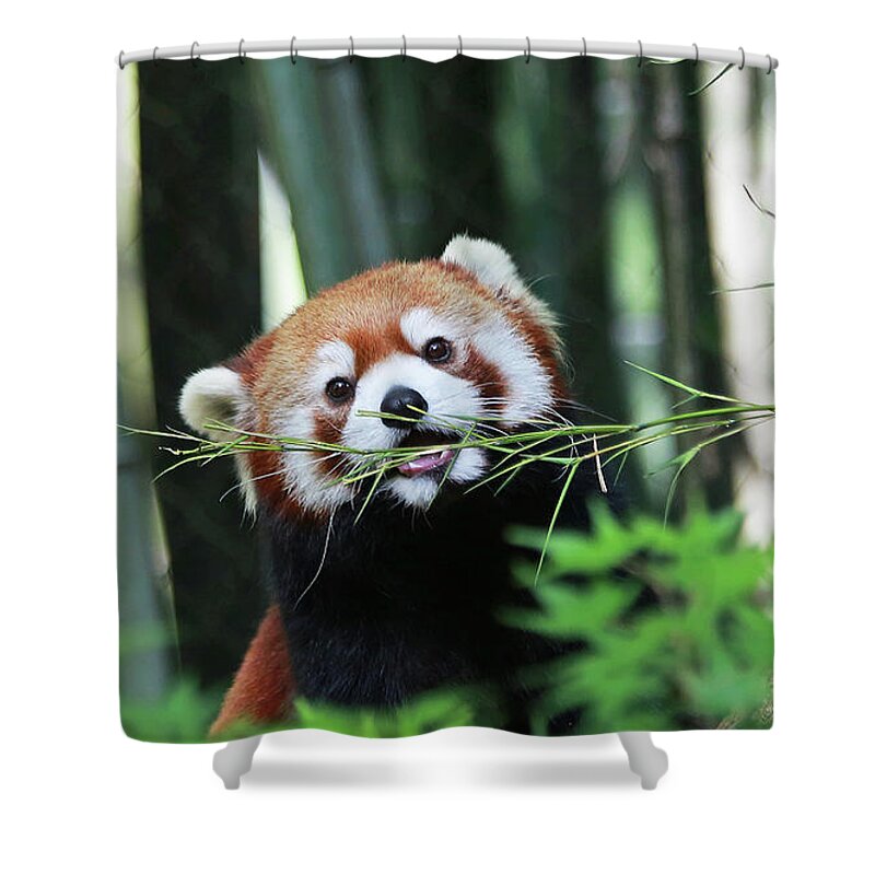 Panda Shower Curtain featuring the photograph Red Panda by Gina Fitzhugh