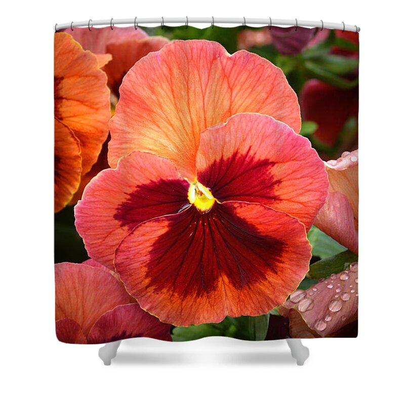 Pansy Shower Curtain featuring the photograph Red Pansy. by Terence Davis