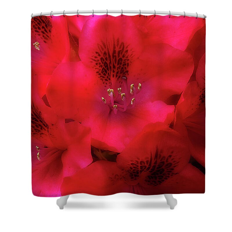 Flowers Shower Curtain featuring the photograph Red Petals by Mike Eingle