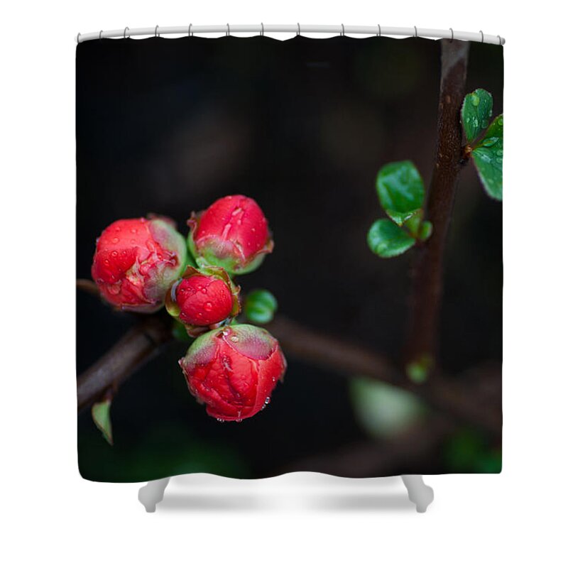 Red Shower Curtain featuring the photograph Red Plum Flowers In Rain by Catherine Lau