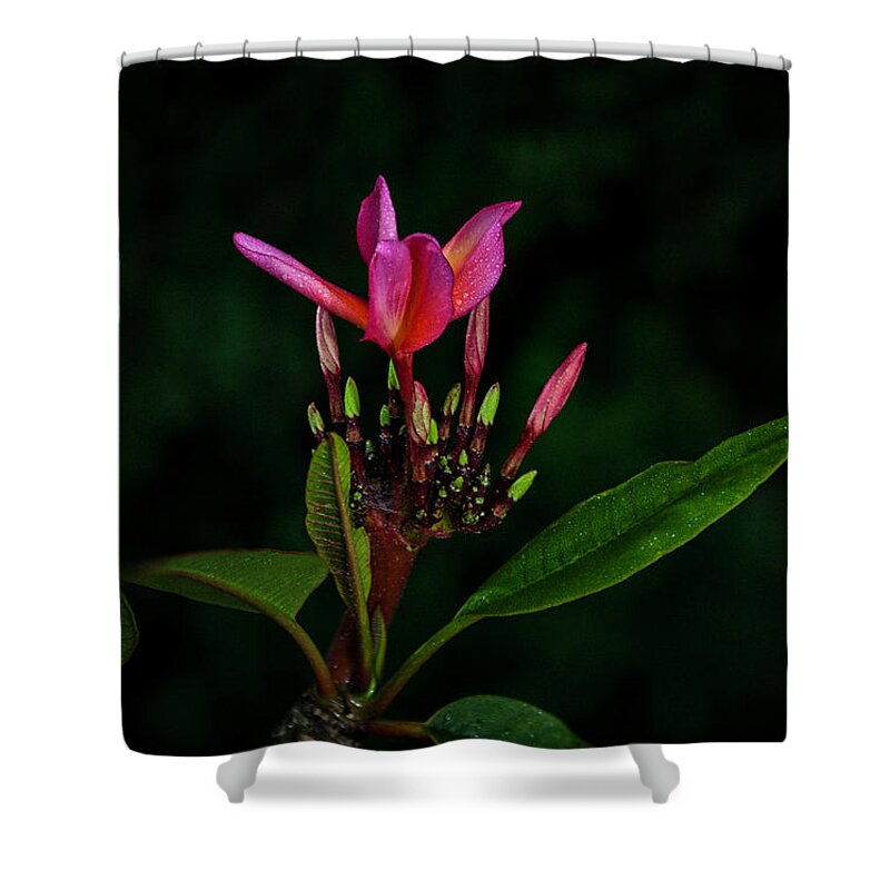 Red Flower Shower Curtain featuring the photograph Red Plumeria by John A Rodriguez