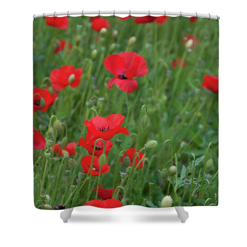 Poppy Shower Curtain featuring the photograph Red poppie anemone field by Michalakis Ppalis