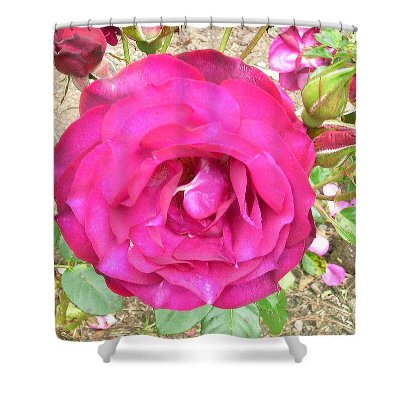 Red Rose Shower Curtain featuring the photograph Red Rose by Carolyn Donnell