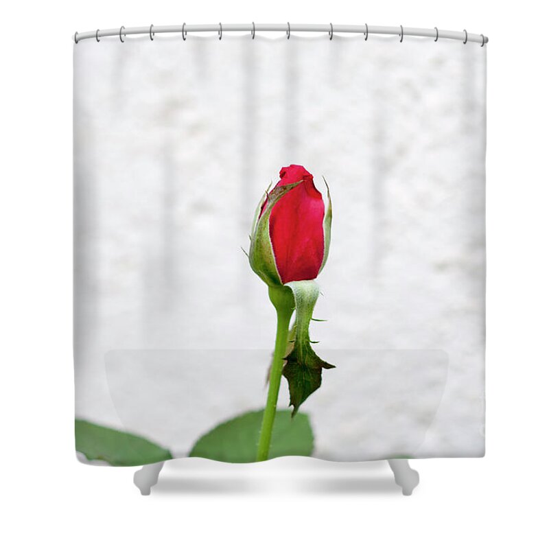 Flower Shower Curtain featuring the photograph Red rose in a garden by Ilan Rosen