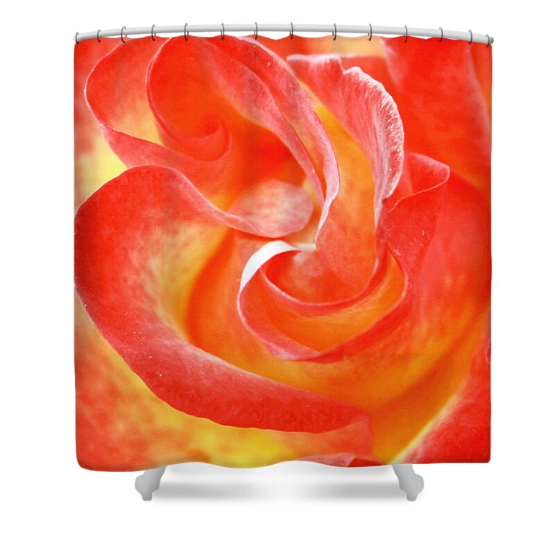 Wall Art Shower Curtain featuring the photograph Red Rose by Kelly Holm