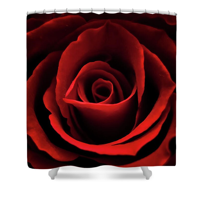 Rose Shower Curtain featuring the photograph Red rose by Mariusz Talarek