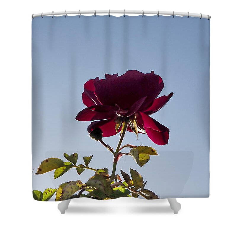 Botanical Shower Curtain featuring the photograph Red Rose Morning by Richard Thomas
