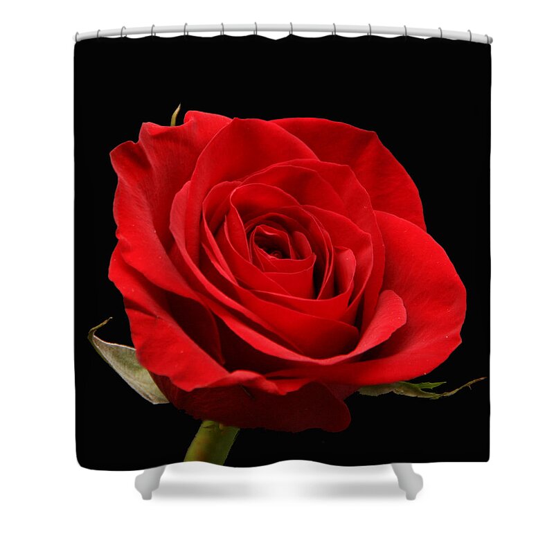 Red Shower Curtain featuring the photograph Red Rose on Black 1 by George Jones