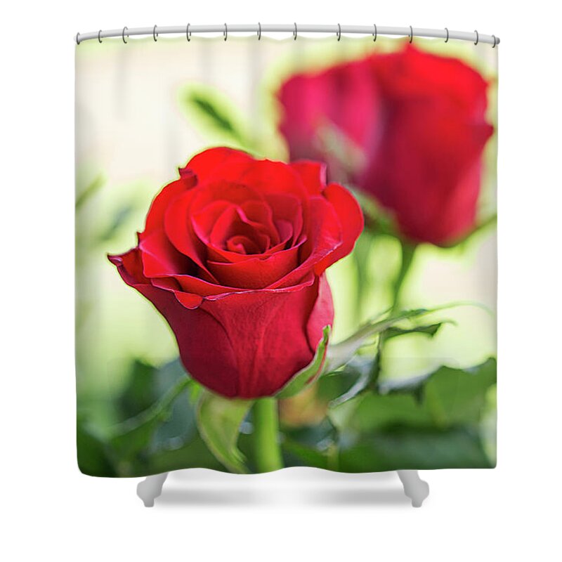 Rose Shower Curtain featuring the photograph Red Roses for Love by Linda Lees