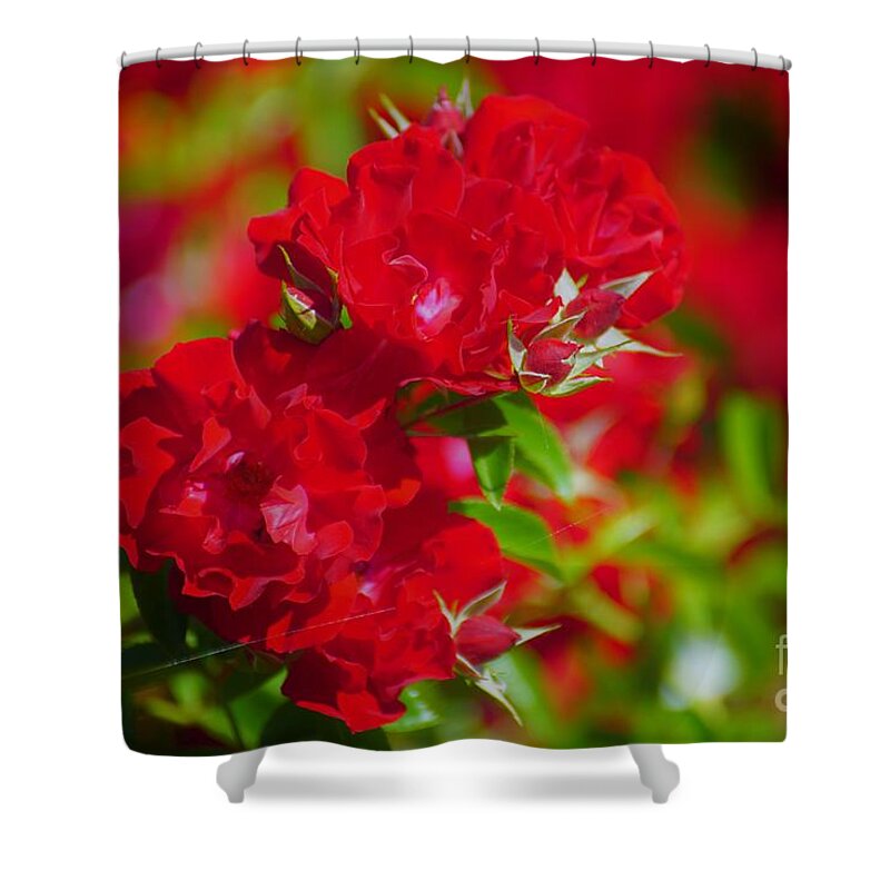 Red Shower Curtain featuring the photograph Red Roses by Merle Grenz