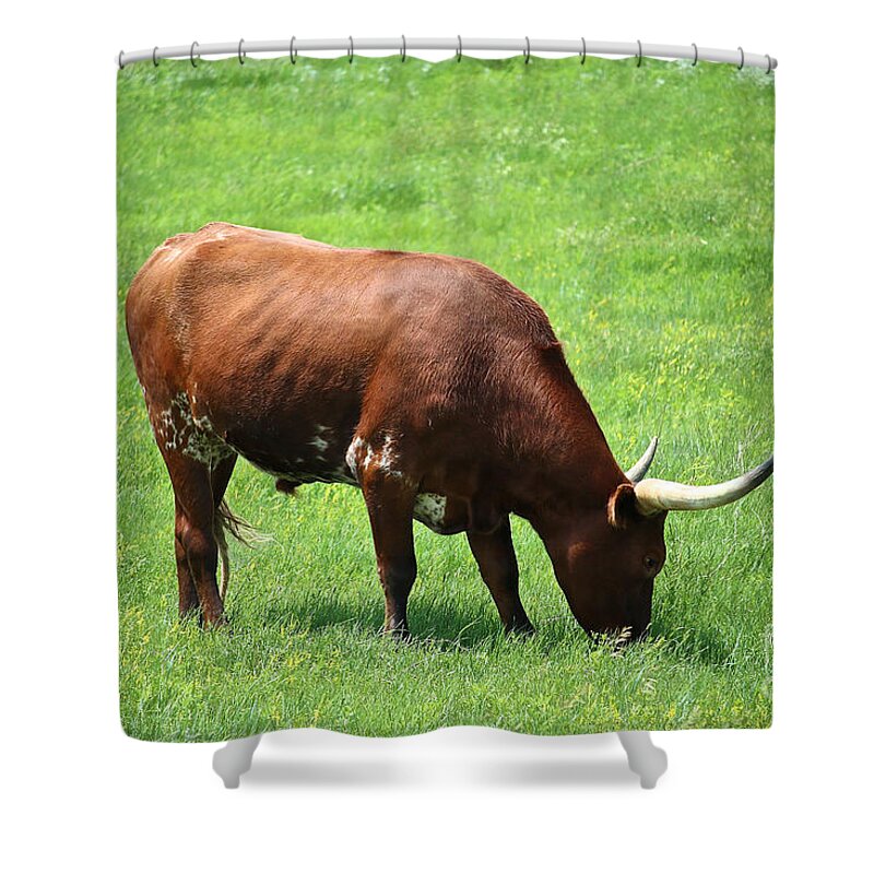 Long Horn Cow Shower Curtain featuring the photograph Red Rover by Susan Herber