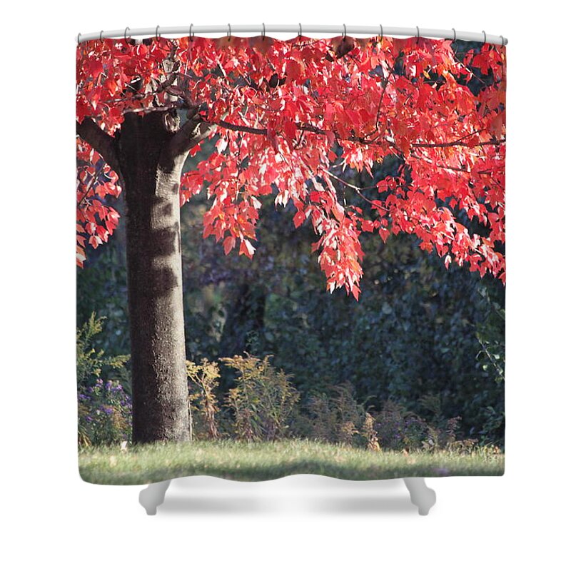 Fall Shower Curtain featuring the photograph Red Shade Tree by Lauri Novak