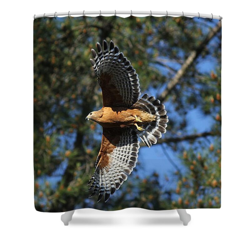 Hawk Shower Curtain featuring the photograph Red Shouldered Hawk by Liz Vernand