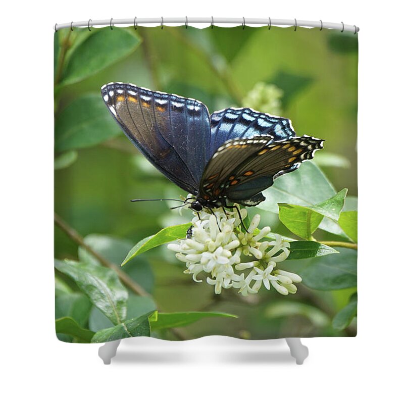 Red-spotted Purple Butterfly Shower Curtain featuring the photograph Red-spotted Purple Butterfly on Privet Flowers by Robert E Alter Reflections of Infinity