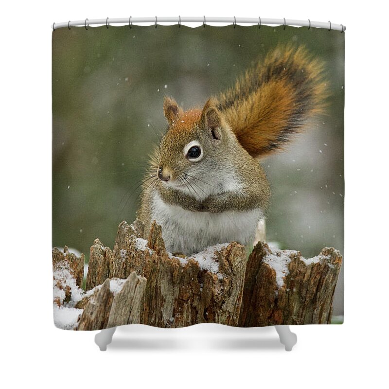 Squirrel Shower Curtain featuring the photograph Red Squirrel 4600 by Michael Peychich