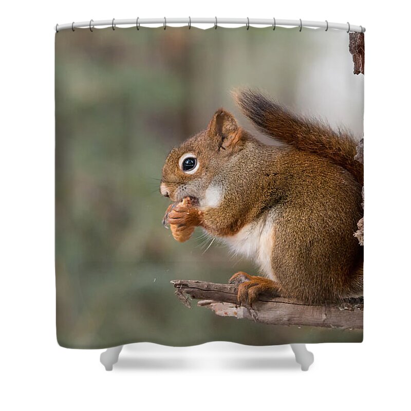 Animals Shower Curtain featuring the photograph Red Squirrel by Celine Pollard