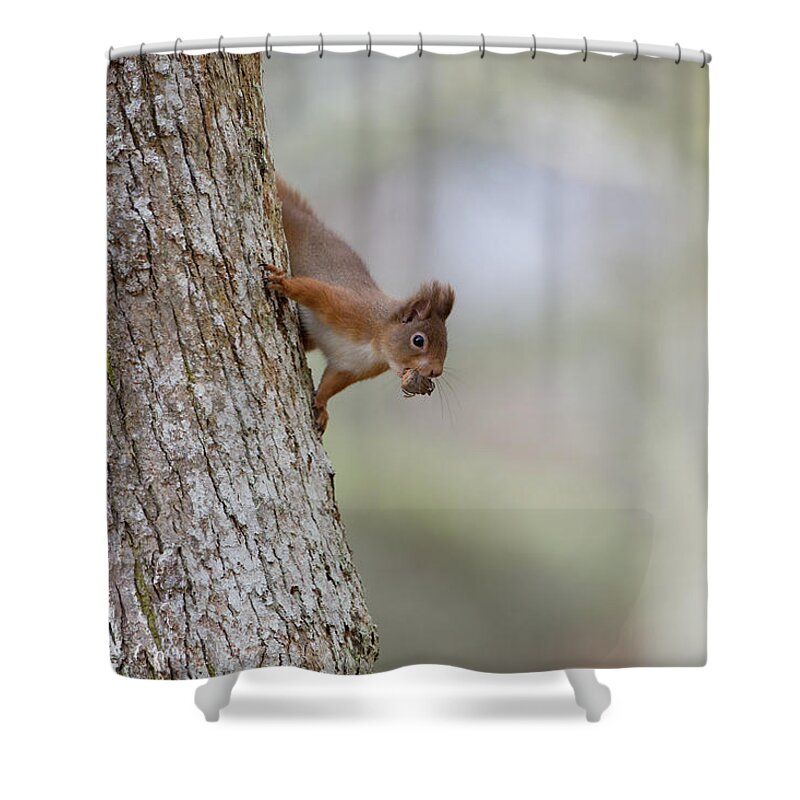 Red Shower Curtain featuring the photograph Red Squirrel Climbing Down A Tree by Pete Walkden