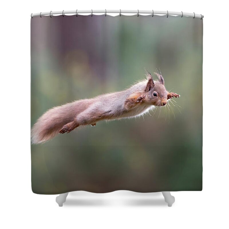 Red Shower Curtain featuring the photograph Red Squirrel Leaping by Pete Walkden