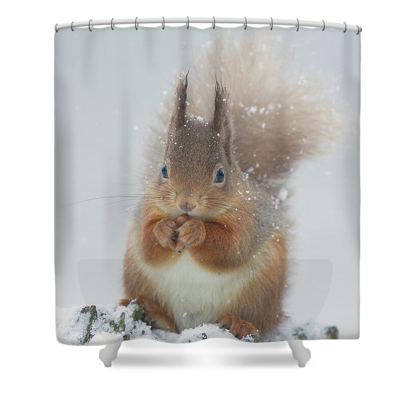 Red Shower Curtain featuring the photograph Red Squirrel With Snowflakes by Pete Walkden