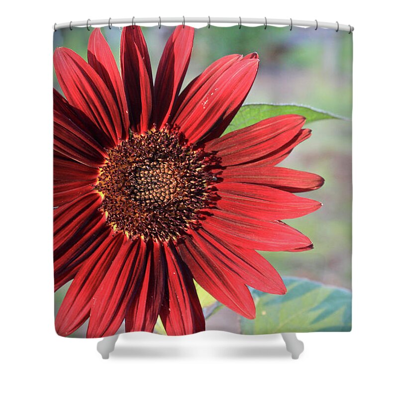 Red Shower Curtain featuring the photograph Red Sunflower by April Burton