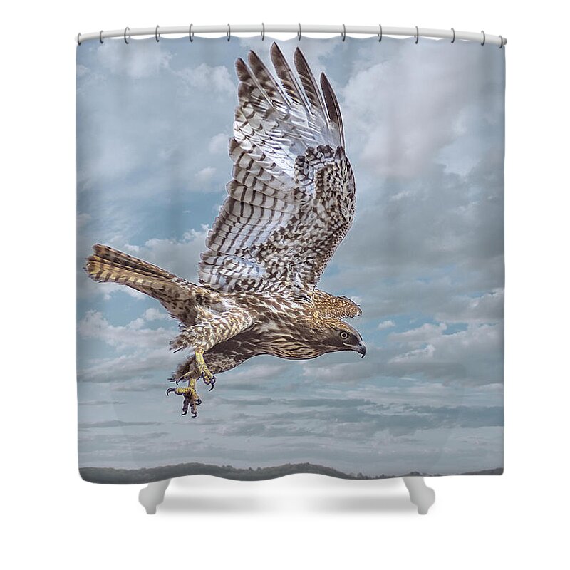 Raptor Shower Curtain featuring the photograph Red Tail in Flight by Rick Mosher