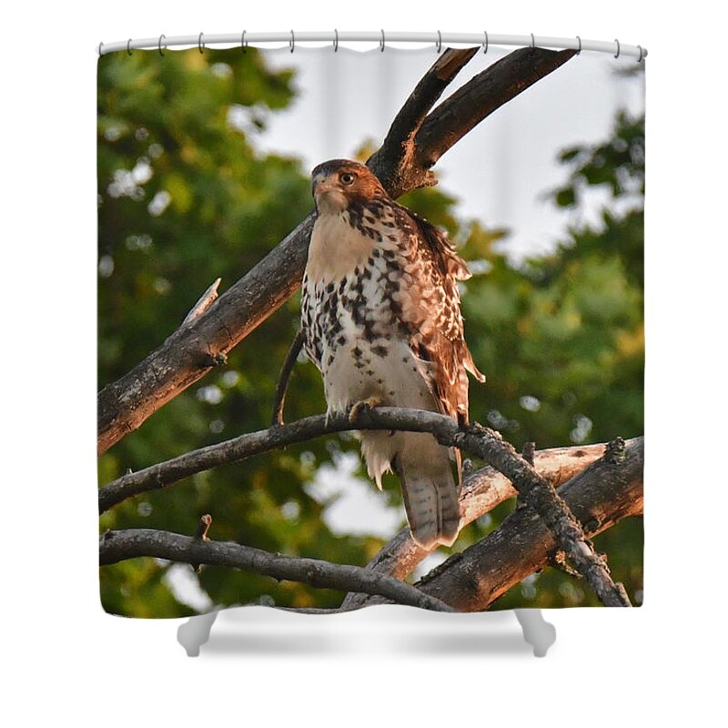 Animal Shower Curtain featuring the photograph Red-tailed Hawk 5310 by Michael Peychich