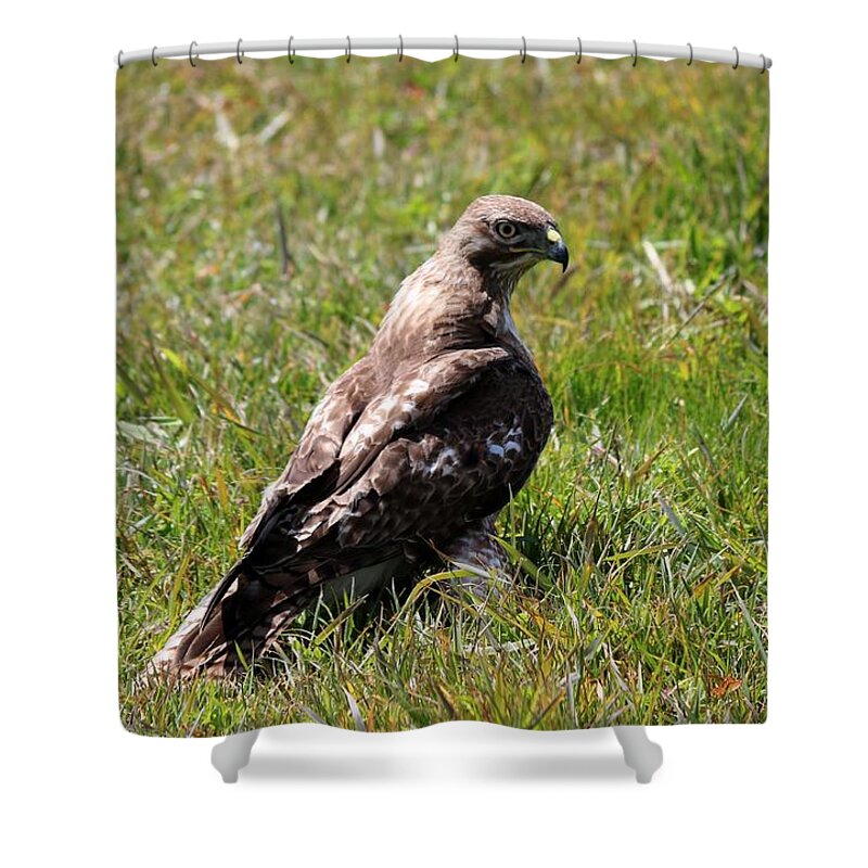 Red-tailed Hawk Shower Curtain featuring the photograph Red-Tailed Hawk by Christy Pooschke