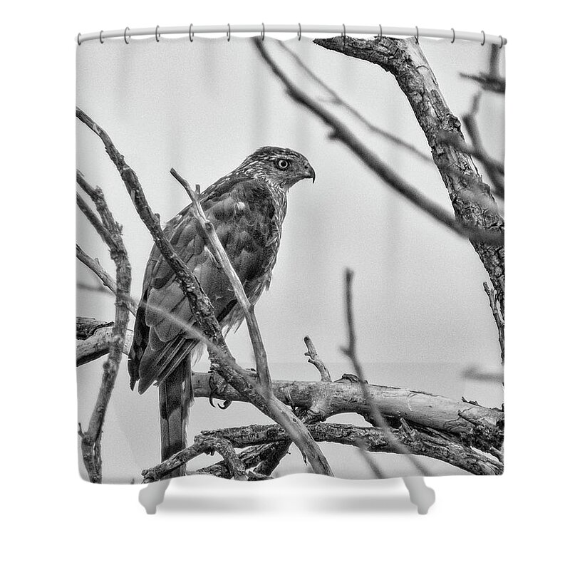 Red Tailed Hawk Shower Curtain featuring the photograph Red Tailed Hawk in Tree BW by Rick Mosher