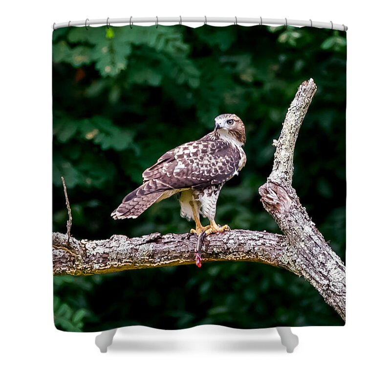 Red-tailed Hawk Shower Curtain featuring the photograph Red-Tailed Hawk by Holden The Moment