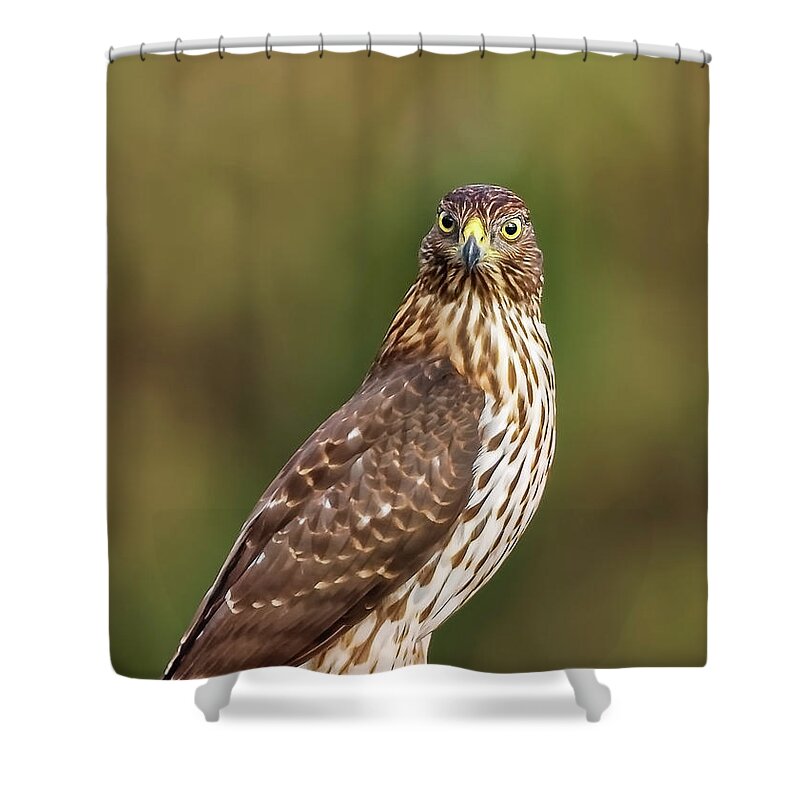 Amelia Island Shower Curtain featuring the photograph Red-Tailed Hawk by Peter Lakomy