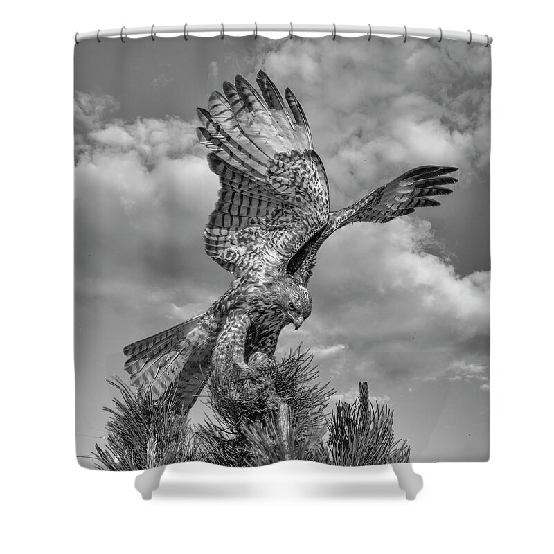 Hawk Shower Curtain featuring the photograph Red tailed Hawk Wings BW by Rick Mosher
