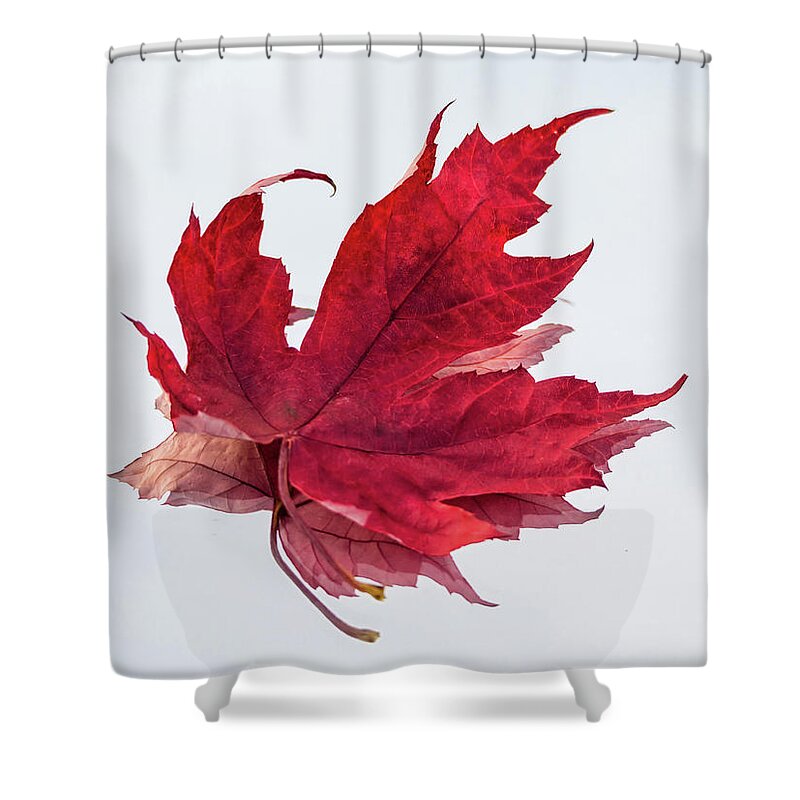 11/11/17 Shower Curtain featuring the photograph Red Threads by Louise Lindsay