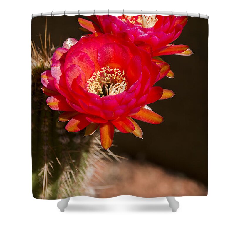 Cactus Shower Curtain featuring the photograph Red Tops by Laura Pratt