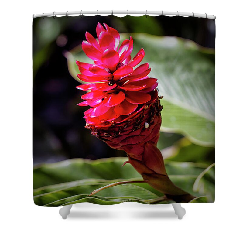 Granger Photography Shower Curtain featuring the photograph Red Torch by Brad Granger