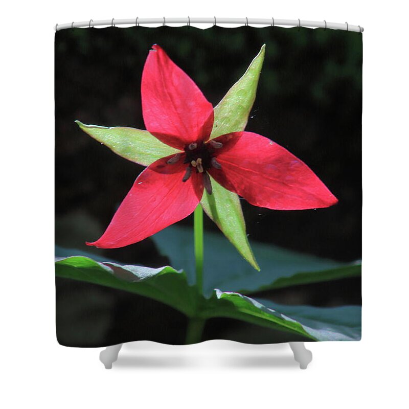 Wildflower Shower Curtain featuring the photograph Red Trillium Wildflower by John Burk
