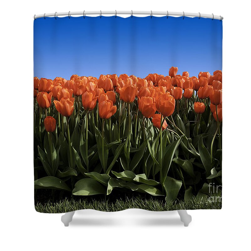 Garden Shower Curtain featuring the photograph Red Tulip Garden by Anthony Totah