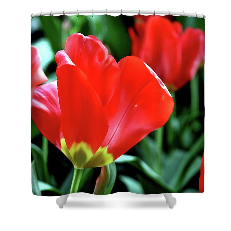 Flowers Shower Curtain featuring the photograph Red Tulips by Sheila Ping
